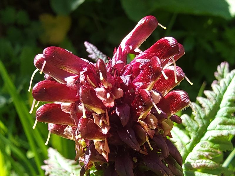 Pedicularis recutita, photographed by Elias