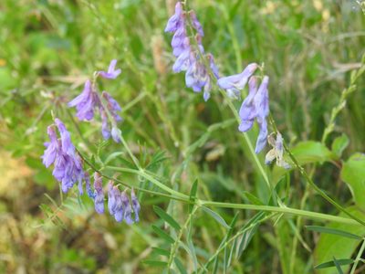 Vicia tenuifolia, photographed by Yann Kemper