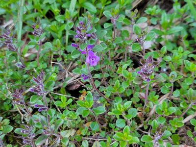 Clinopodium alpinum, photographed by Elias