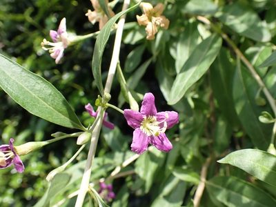 Lycium barbarum, photographed by SK53