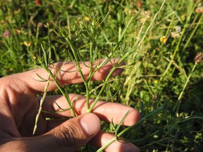 Falcaria vulgaris, photographed by Yann Kemper