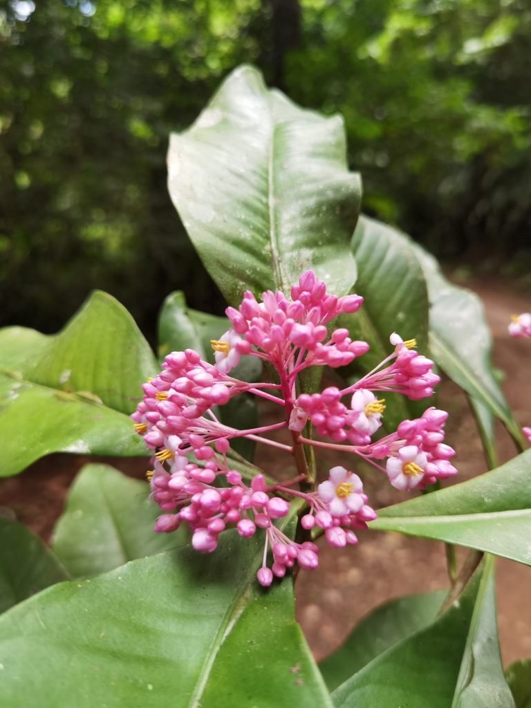 Ardisia opegrapha, photographed by Eduardo Chacón Madrigal