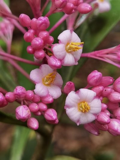 Ardisia opegrapha, photographed by Eduardo Chacón Madrigal