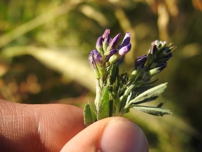 Medicago sativa, photographed by Yann Kemper