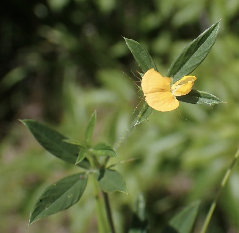 Stylosanthes biflora, photographed by drnancyjackson