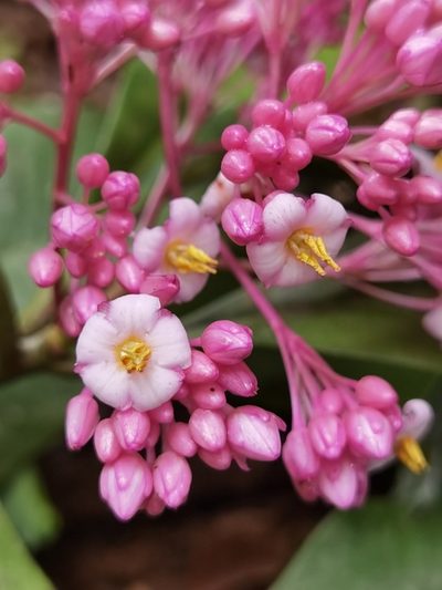 Ardisia opegrapha, photographed by Eduardo Chacón Madrigal