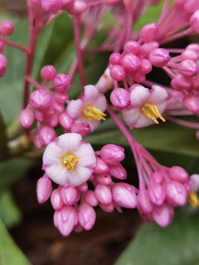 Ardisia opegrapha, photographed by Eduardo Chacón Madrigal
