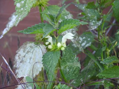 Lamium album, photographed by Yann Kemper