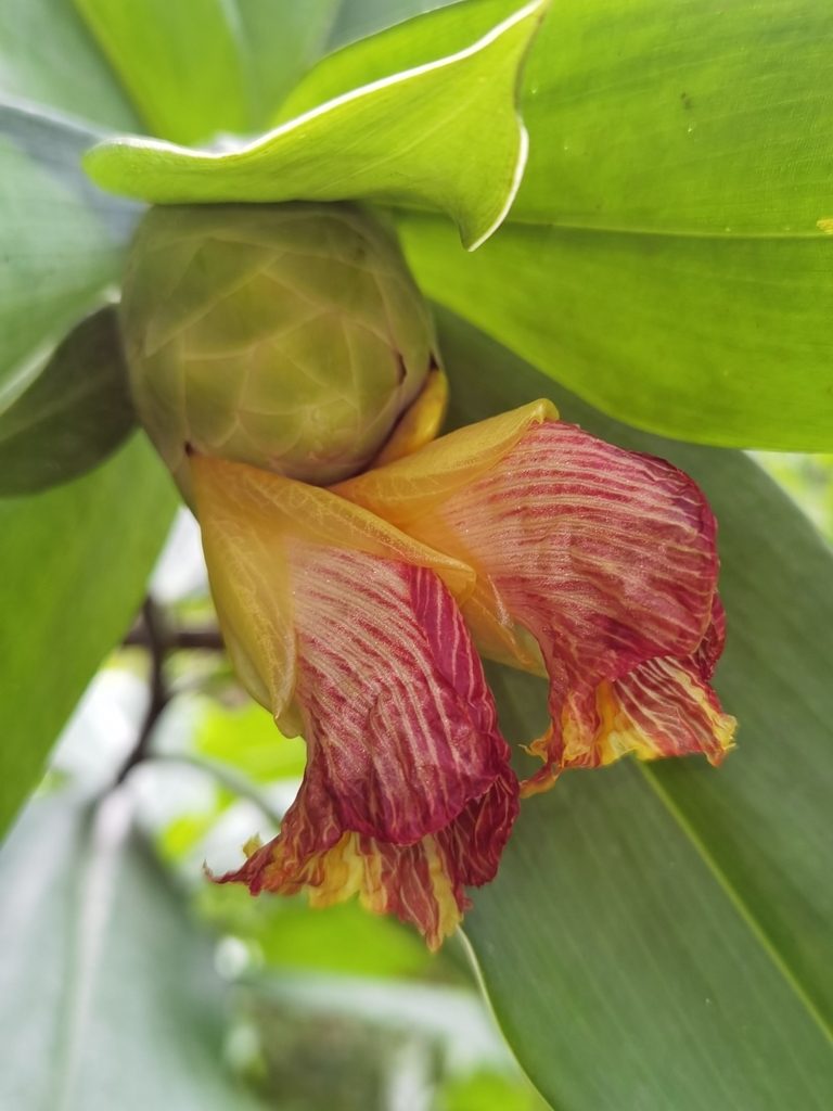 Costus glaucus, photographed by Eduardo Chacón Madrigal