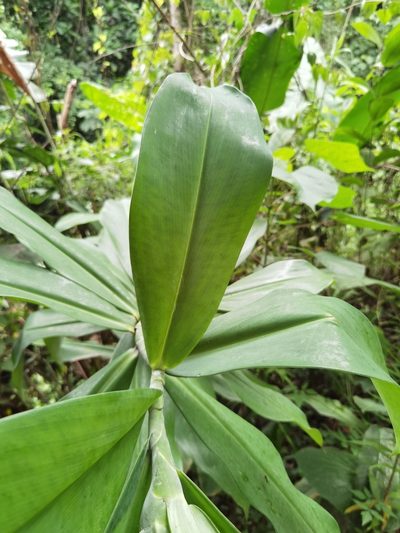 Costus glaucus, photographed by Eduardo Chacón Madrigal