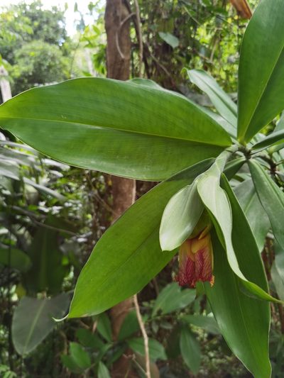 Costus glaucus, photographed by Eduardo Chacón Madrigal