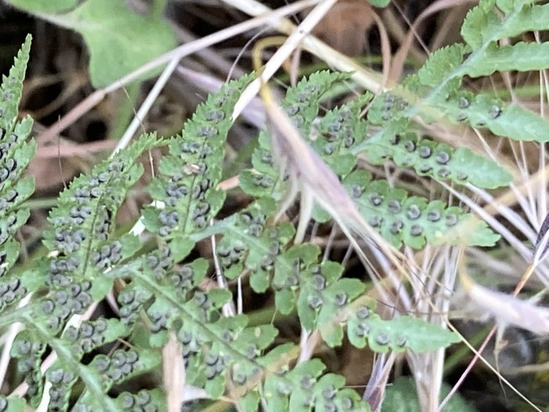 Dryopteris pallida, photographed by Andre Hosper
