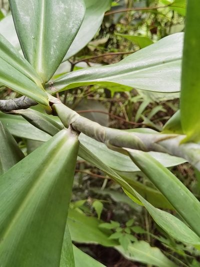 Costus glaucus, photographed by Eduardo Chacón Madrigal
