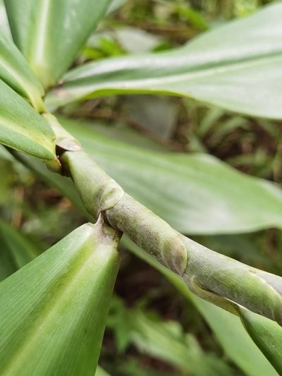 Costus glaucus, photographed by Eduardo Chacón Madrigal