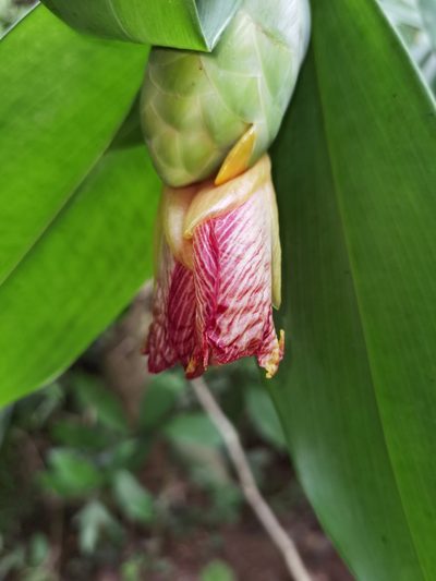 Costus glaucus, photographed by Eduardo Chacón Madrigal