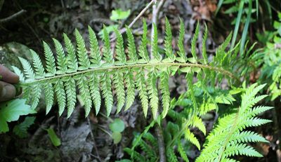 Polystichum aculeatum, photographed by Юрий Данилевский (Yuriy Danilevsky)