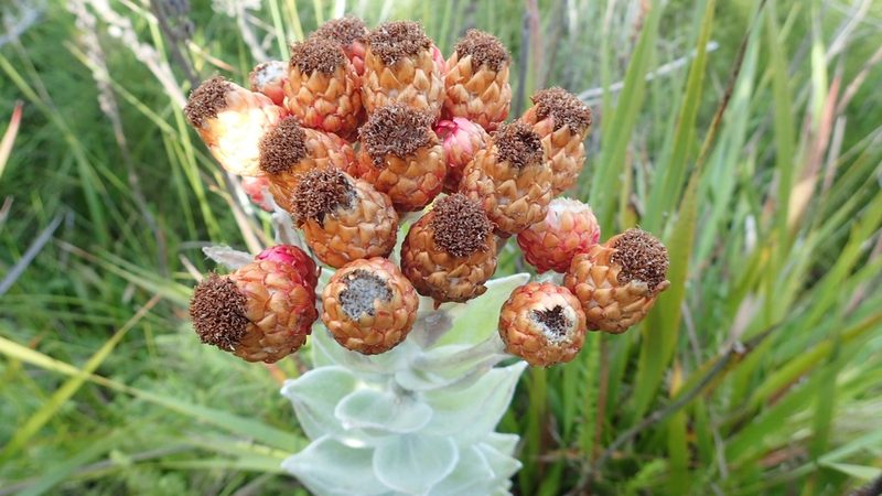 Syncarpha eximia, photographed by AdventureLisa