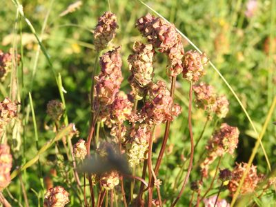 Sanguisorba minor, photographed by Yann Kemper