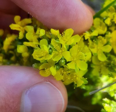 Hudsonia tomentosa, photographed by Tyler Ekholm