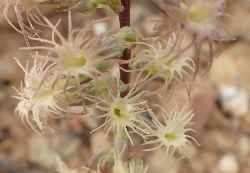 Holothrix schlechteriana, photographed by Nicola van Berkel