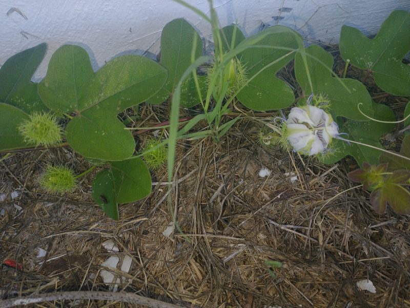 Passiflora ciliata, photographed by Juan Cruzado Cortés