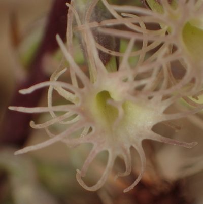 Holothrix schlechteriana, photographed by Nicola van Berkel