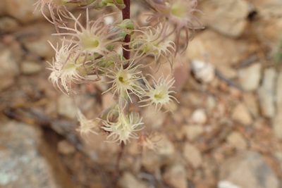 Holothrix schlechteriana, photographed by Nicola van Berkel