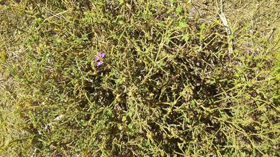Zygophyllum chilense, photographed by cstobie