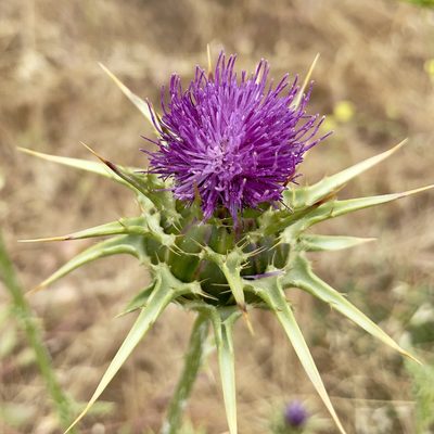 Silybum marianum, photographed by Bill Levine