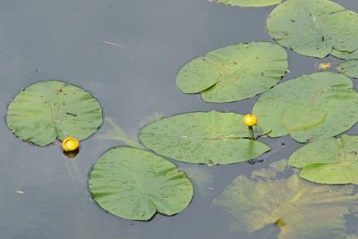Nuphar lutea, photographed by Petr Harant