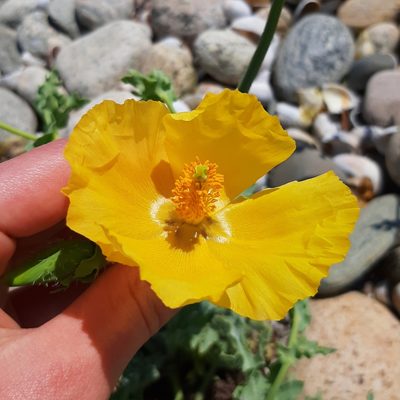 Glaucium flavum, photographed by Tyler Ekholm