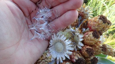 Syncarpha eximia, photographed by AdventureLisa