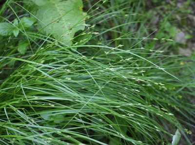 Carex remota, photographed by Юрий Данилевский (Yuriy Danilevsky)