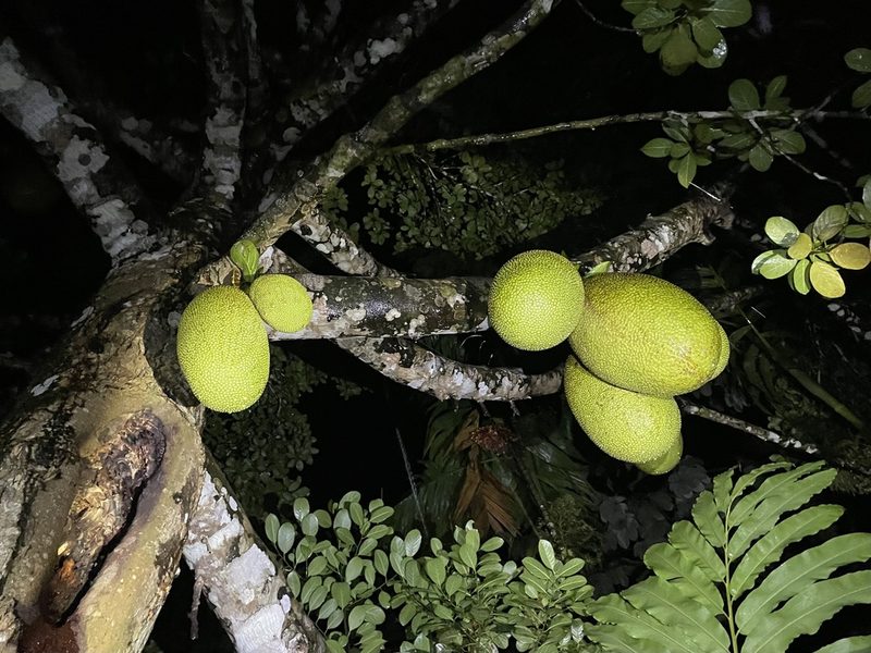 Artocarpus heterophyllus, photographed by Luke Padon