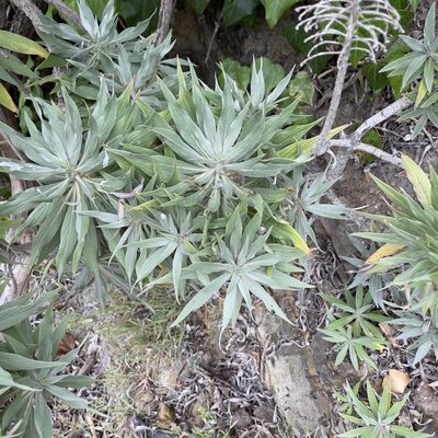 Echium candicans, photographed by Bill Levine