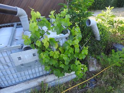 Vitis vinifera, photographed by Yann Kemper