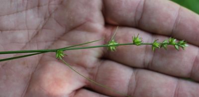 Carex divulsa, photographed by Юрий Данилевский (Yuriy Danilevsky)