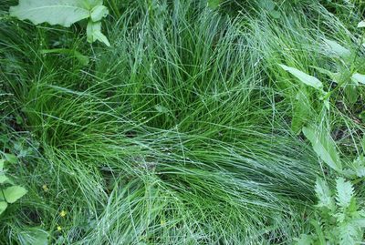Carex remota, photographed by Юрий Данилевский (Yuriy Danilevsky)