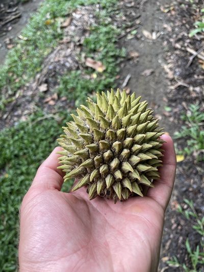 Annona purpurea, photographed by Luke Padon