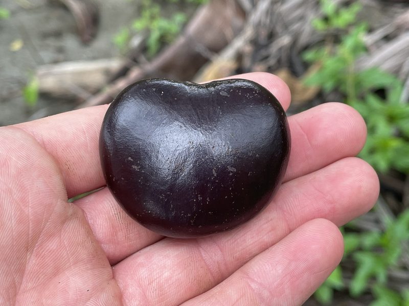 Entada gigas, photographed by Luke Padon