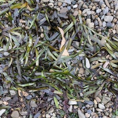 Zostera marina, photographed by Bill Levine