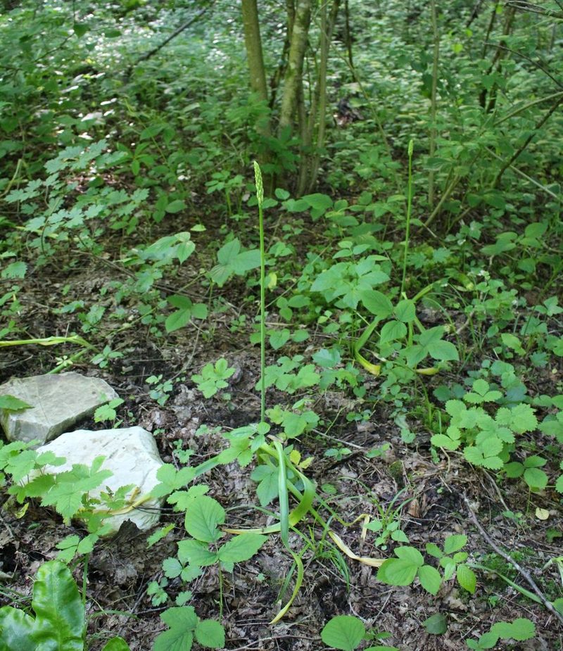 Ornithogalum arcuatum, photographed by Юрий Данилевский (Yuriy Danilevsky)