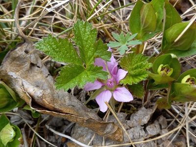 Rubus arcticus, photographed by Σ5
