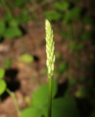 Ornithogalum arcuatum, photographed by Юрий Данилевский (Yuriy Danilevsky)