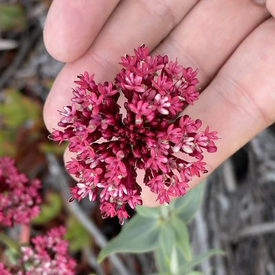 Valeriana rubra, photographed by Bill Levine
