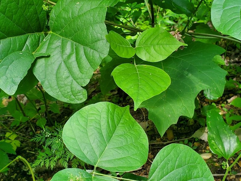 Lackeya multiflora, photographed by Samuel A Schmid, PhD, PWS