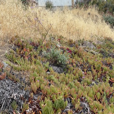 Carpobrotus chilensis, photographed by Bill Levine