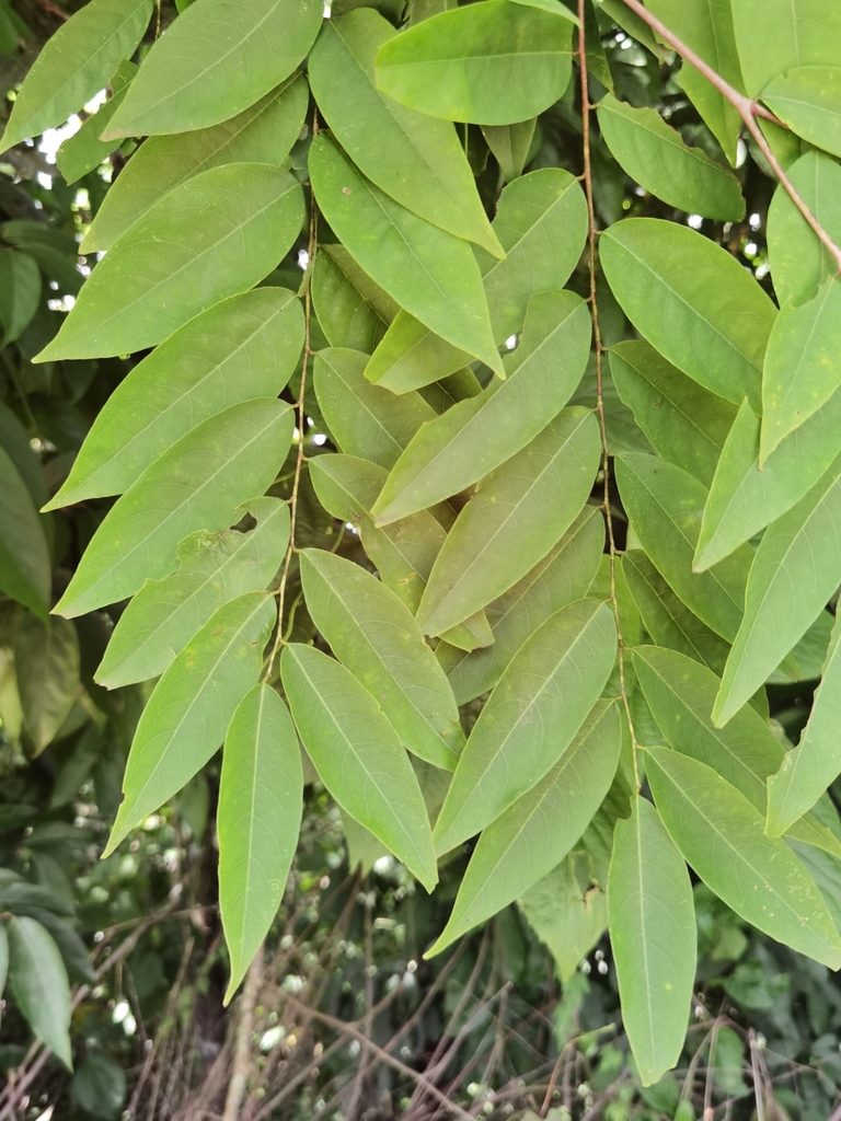Phyllanthus skutchii, photographed by Eduardo Chacón Madrigal