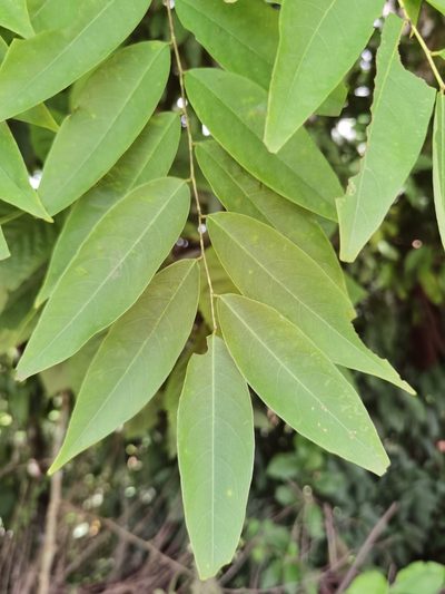 Phyllanthus skutchii, photographed by Eduardo Chacón Madrigal