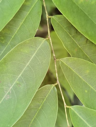Phyllanthus skutchii, photographed by Eduardo Chacón Madrigal